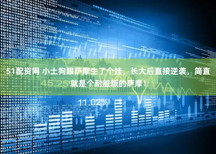 51配资网 小土狗跟萨摩生了个娃，长大后直接逆袭，简直就是个耐脏版的萨摩！